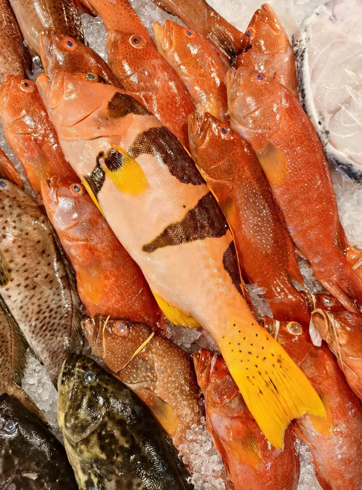 帝王星斑海魚